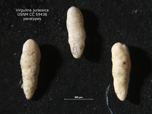 Virgulina jurassica Cushman & Glazewski, 1949