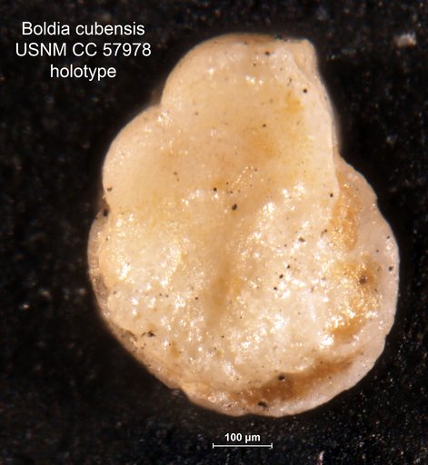 Boldia cubensis Cushman & Bermúdez, 1948