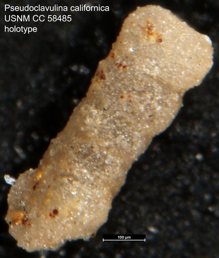 Pseudoclavulina californica Cushman & Todd, 1948