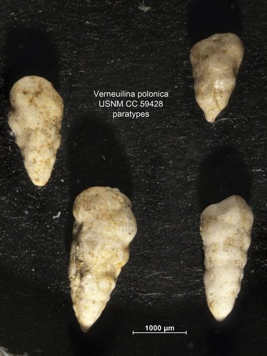 Verneuilina polonica Cushman & Glazewski, 1949