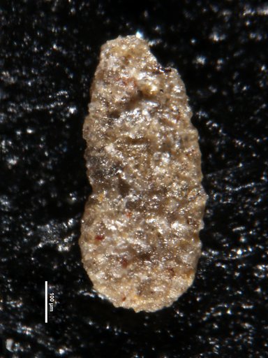 Ammobaculites linea Lalicker, 1950