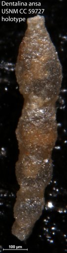 Dentalina ansa Lalicker, 1950