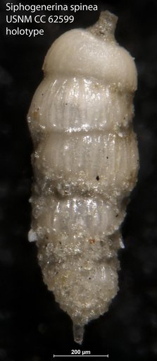 Siphogenerina spinea Bermúdez, 1949