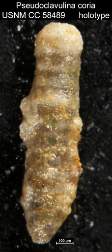 Pseudoclavulina coria Cushman & Todd, 1948
