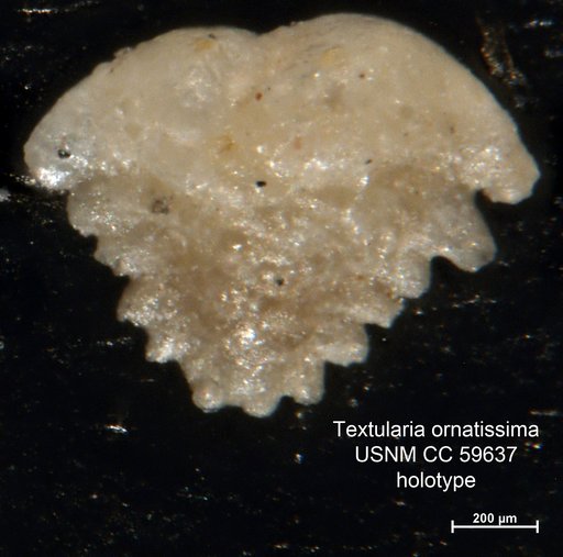 Textularia ornatissima Said, 1950