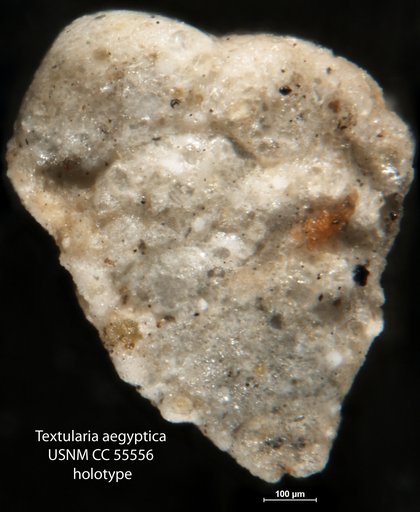 Textularia aegyptica Said, 1949