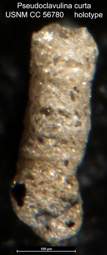 Pseudoclavulina curta Cushman & Brönnimann, 1948