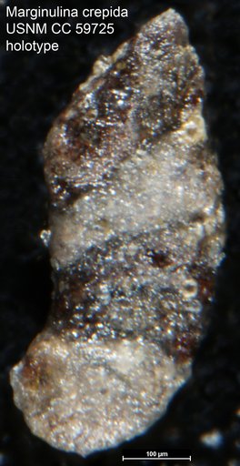 Marginulina crepida Lalicker, 1950