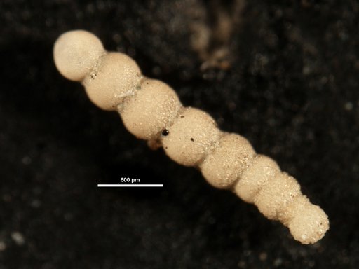 Nodogenerina trincherasensis Bermudez, 1949