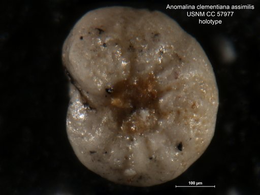 Anomalina clementiana var. assimilis Cushman & Bermudez, 1948