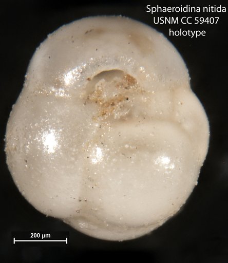 Sphaeroidina nitida Cushman & Todd, 1949