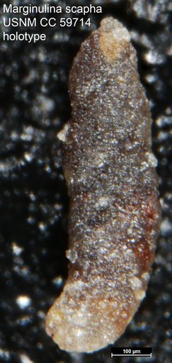 Marginulina scapha Lalicker, 1950