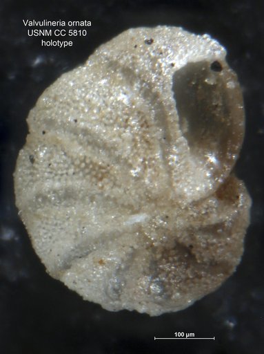 Valvulineria ornata Cushman, 1926