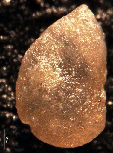 Robulus ellisana Lalicker, 1950