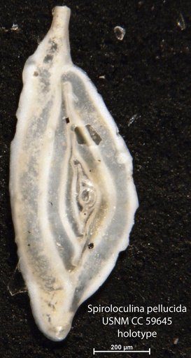 Spiroloculina pellucida Said, 1950