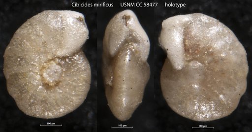 Cibicides mirificus Cushman & Bermúdez, 1948