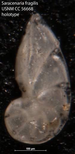 Saracenaria fragilis Cushman & Todd, 1948