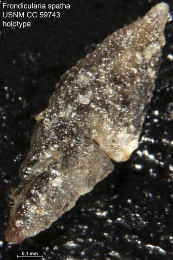 Frondicularia spatha Lalicker, 1950