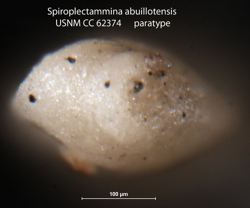 Spiroplectammina abuillotensis Bermúdez, 1949
