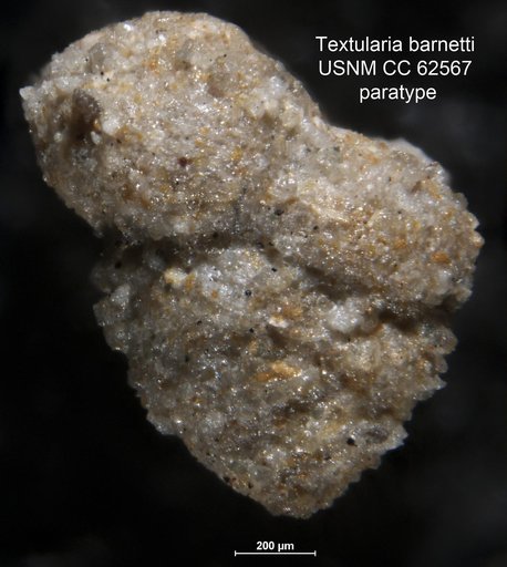 Textularia barnetti Bermúdez, 1949