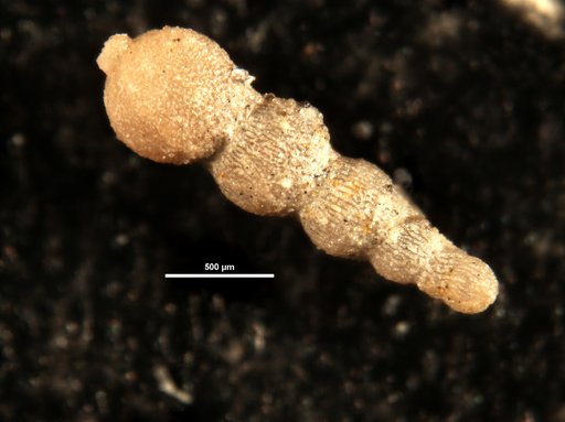 Nodosarella hologlypta Bermudez, 1949