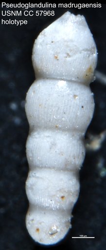 Pseudoglandulina madrugaensis Cushman & Bermúdez, 1948