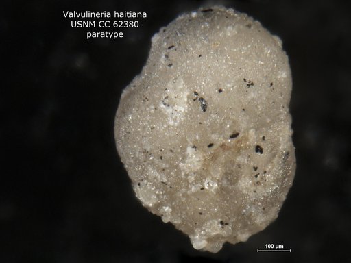 Valvulineria haitiana Bermúdez, 1949