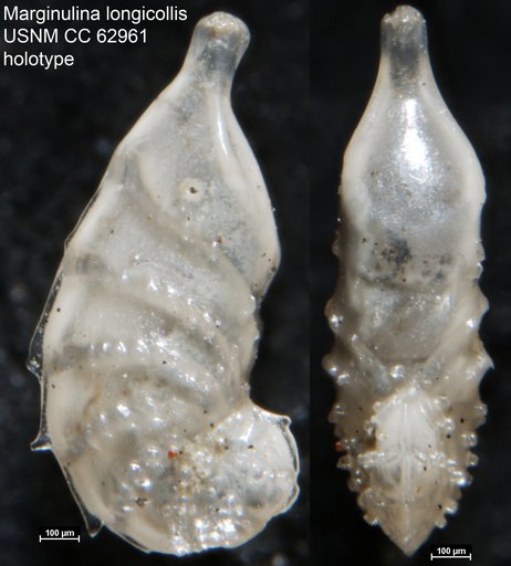 Marginulina longicollis Bermúdez, 1949