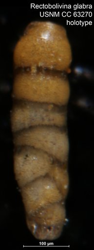 Rectobolivina glabra Bermúdez, 1949