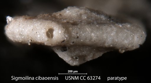 Sigmoilina cibaoensis Bermudez, 1949