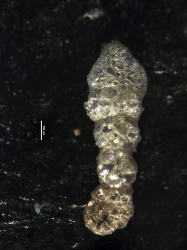 Ammobaculites exilis Cushman & Brönnimann, 1948