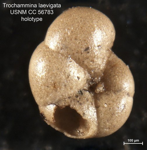 Trochammina laevigata Cushman & Brönnimann, 1948