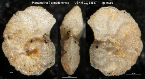 Planomalina ? almadenensis Cushman & Todd, 1948
