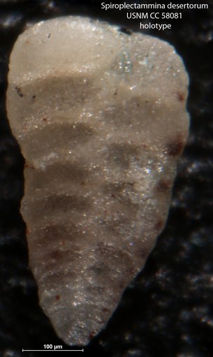 Spiroplectammina desertorum LeRoy, 1953