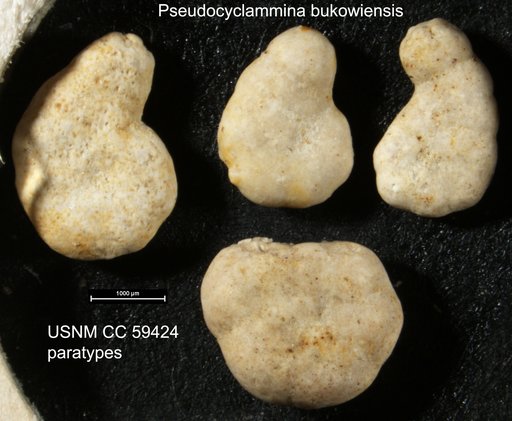Pseudocyclammina bukowiensis Cushman & Glazewski, 1949