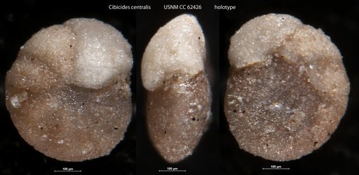 Cibicides centralis Bermúdez, 1949