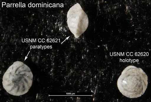 Parrella dominicana Bermúdez, 1949