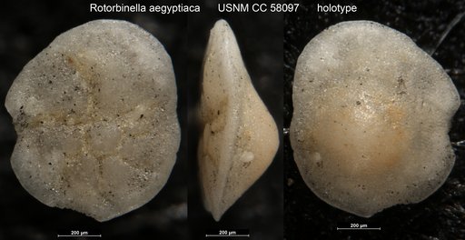 Rotorbinella aegyptiaca LeRoy, 1953