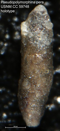 Pseudopolymorphina pera Lalicker, 1950