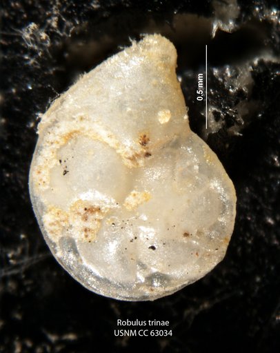 Robulus trinae Bermudez, 1949