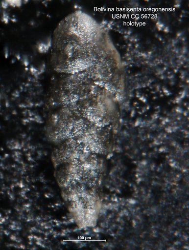 Bolivina basisenta var. oregonensis Cushman et al., 1949