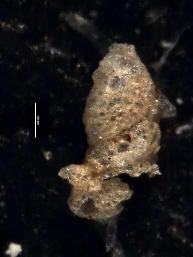 Ammobaculites salsus Cushman & Brönnimann, 1948