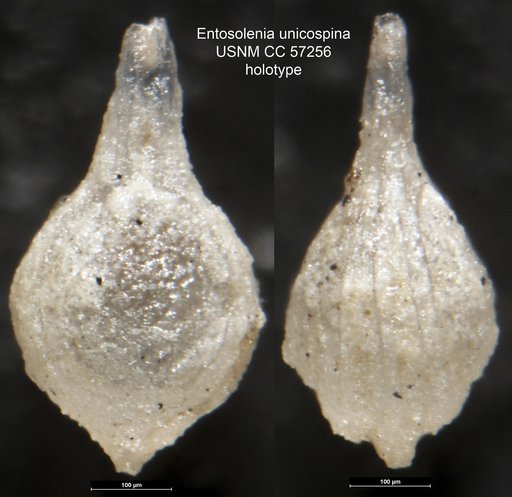 Entosolenia unicospina Cushman & Renz, 1948