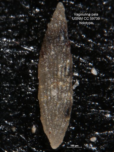 Vaginulina pala Lalicker, 1950