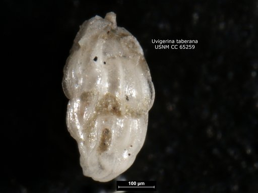 Uvigerina taberana Bermudez, 1949