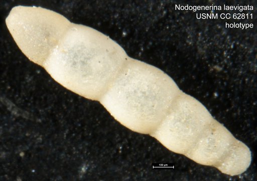 Nodogenerina laevigata Bermudez, 1949