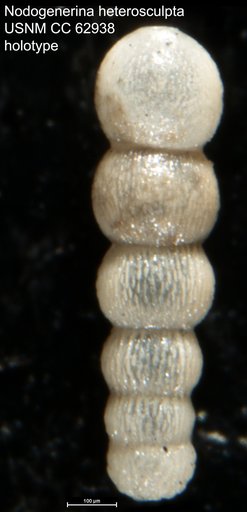 Nodogenerina heterosculpta Bermudez, 1949