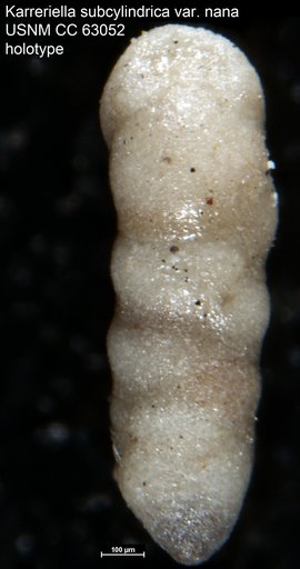 Karreriella subcylindrica var. nana Bermudez, 1949