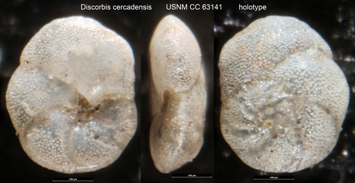 Discorbis cercadensis Bermúdez, 1949
