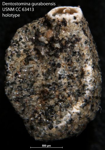 Dentostomina guraboensis Bermúdez, 1949